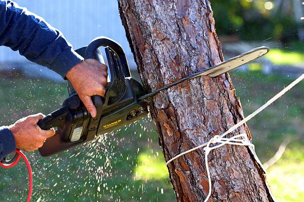 Reliable Thurmont, MD Tree Care Solutions