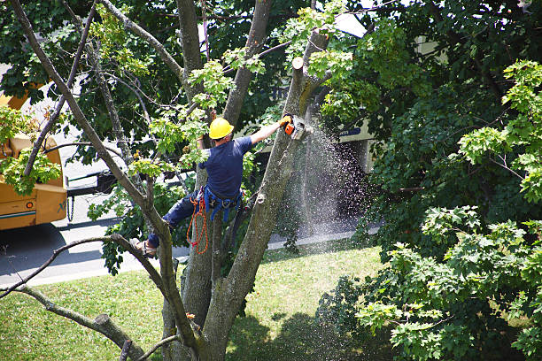 Best Leaf Removal  in Thurmont, MD