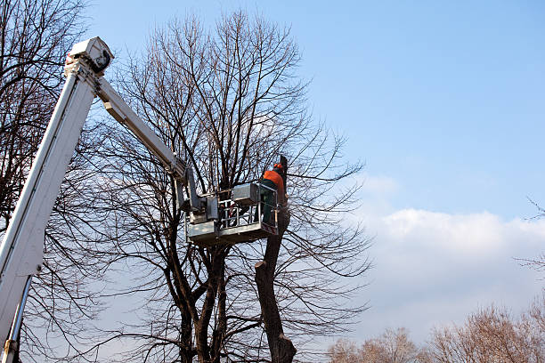 Best Storm Damage Tree Cleanup  in Thurmont, MD